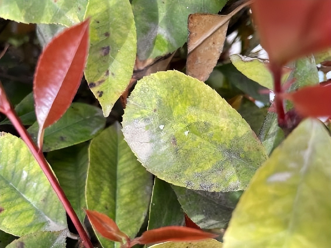 12月份园林绿化养护工作重点,元月份园林养护重点工作