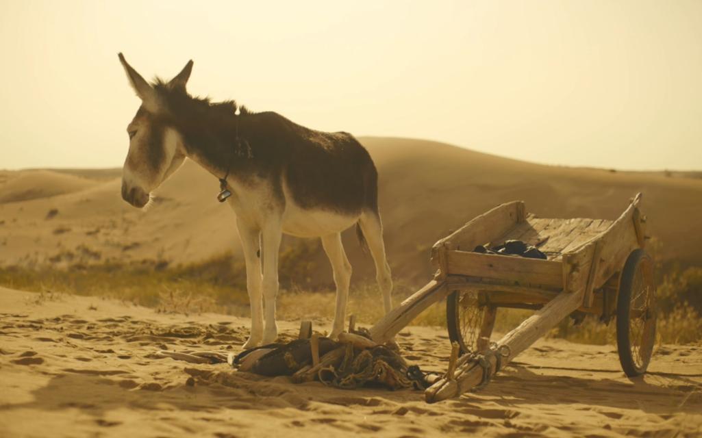 关于驴的电影大全,关于驴的电影解说