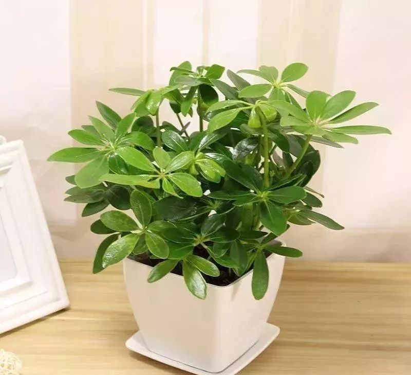 种什么蔬菜可吸甲醛,适合家庭种植的除甲醛植物