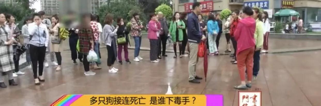 狗狗随处撒尿狗主人罚站,狗狗在汽车轮胎上小便
