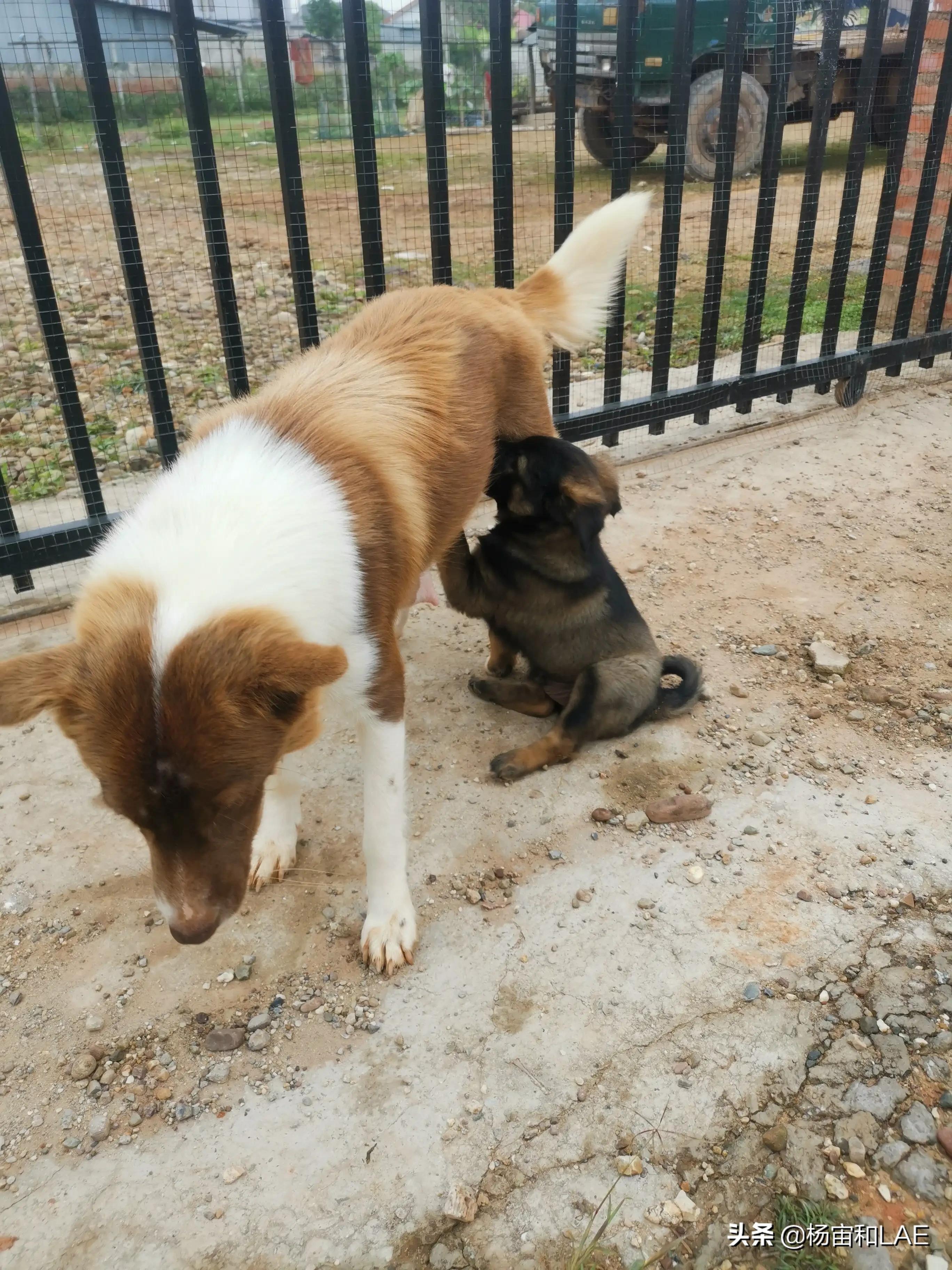 老挝哪里给狗打疫苗,西班牙狗生病怎么办