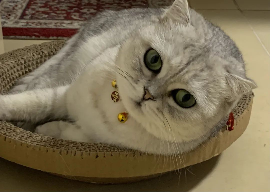 福田艺术节门票,福田会展中心9号馆嘉年华活动