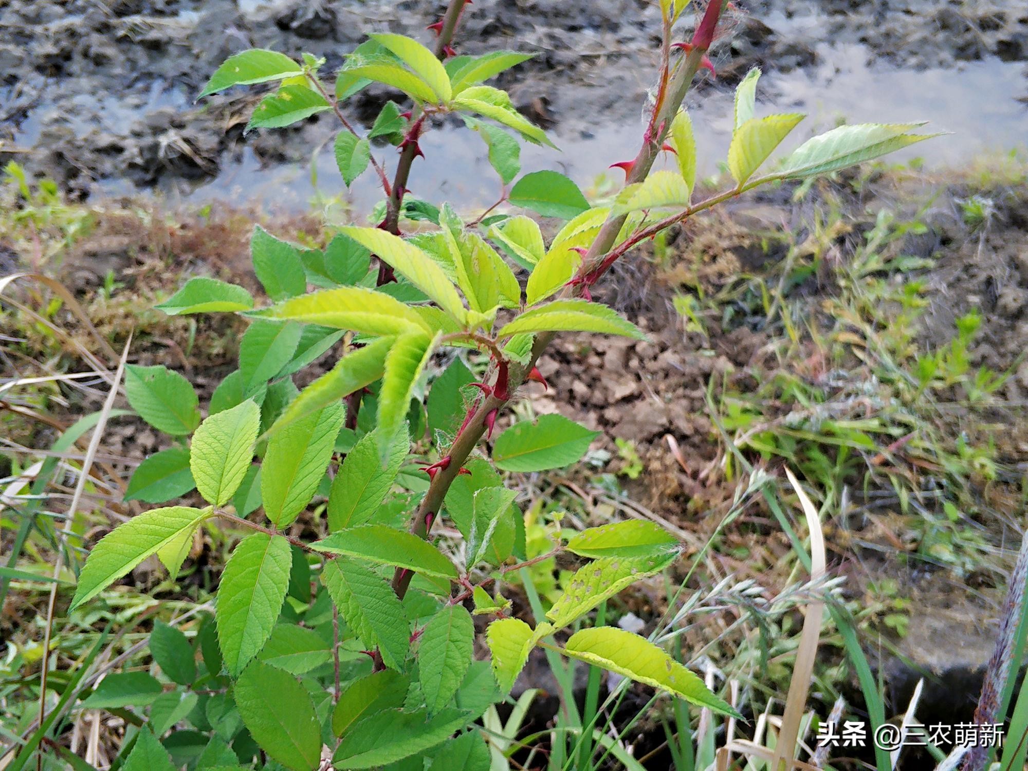 吃刺苔的好处,刺苔不剥刺直接吃
