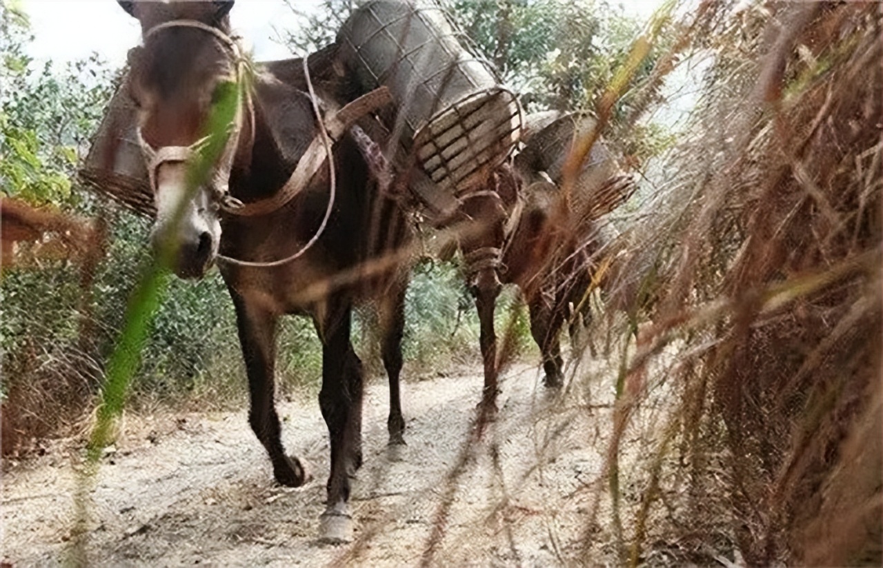 山里马帮的真实生活,农村夫妻货车生活真实记录