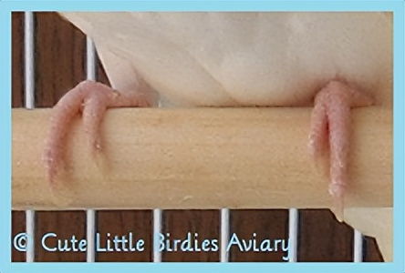 虎皮鹦鹉绿和蓝哪个基因强,虎皮鹦鹉白化红眼基因