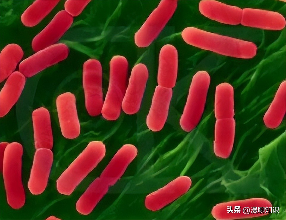 副猪嗜血杆菌是一种巴氏杆菌，其生长依赖于V因子，还有其他的吗