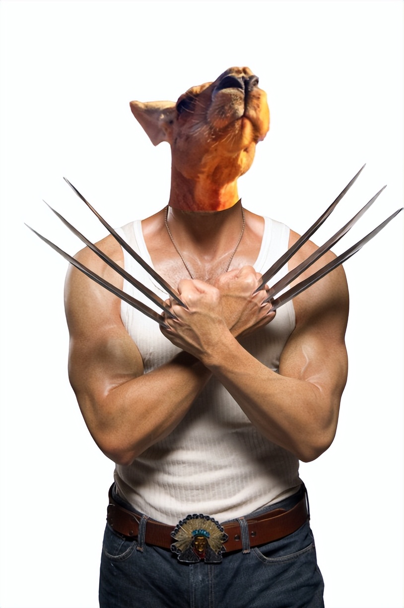 袋鼠为什么这么暴躁,袋鼠怎么样才会打人