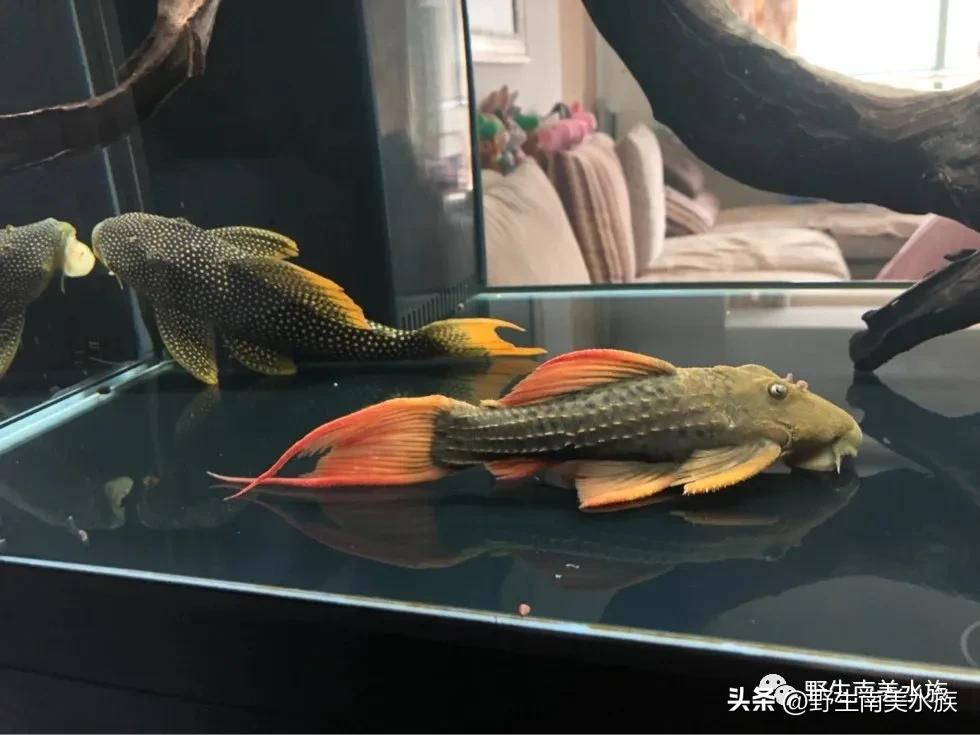 每天认识一种热带鱼,每天认识一种南美鱼