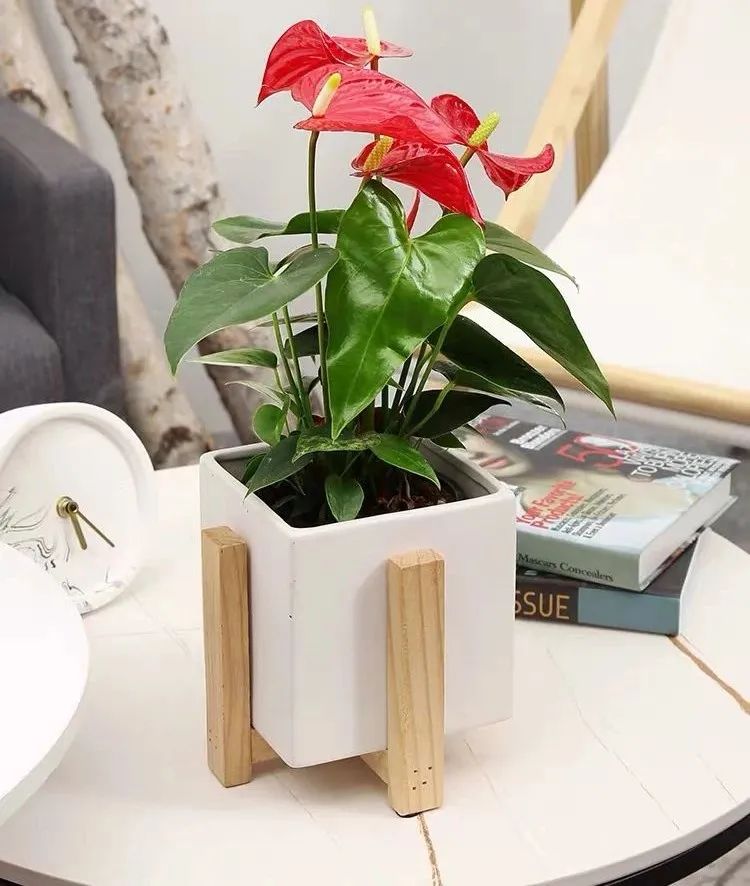 冬天红掌怎么养才能更旺盛,怎样养好红掌开花