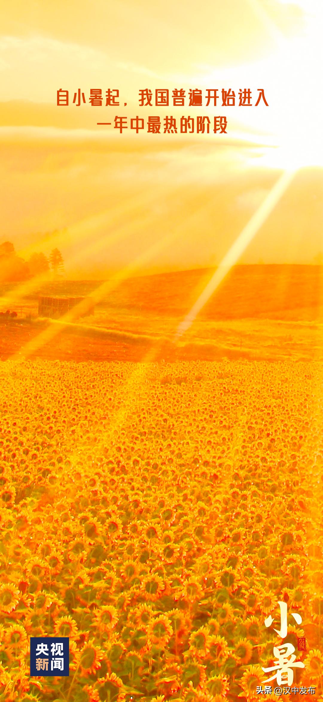 今日小暑风动莲生香心静自然凉,今日小暑诗句