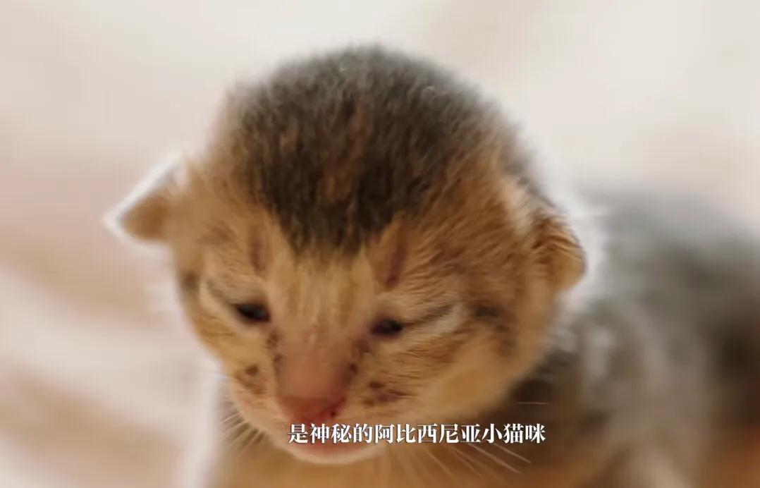 初来乍到请多安慰,初来乍到请多关照音频