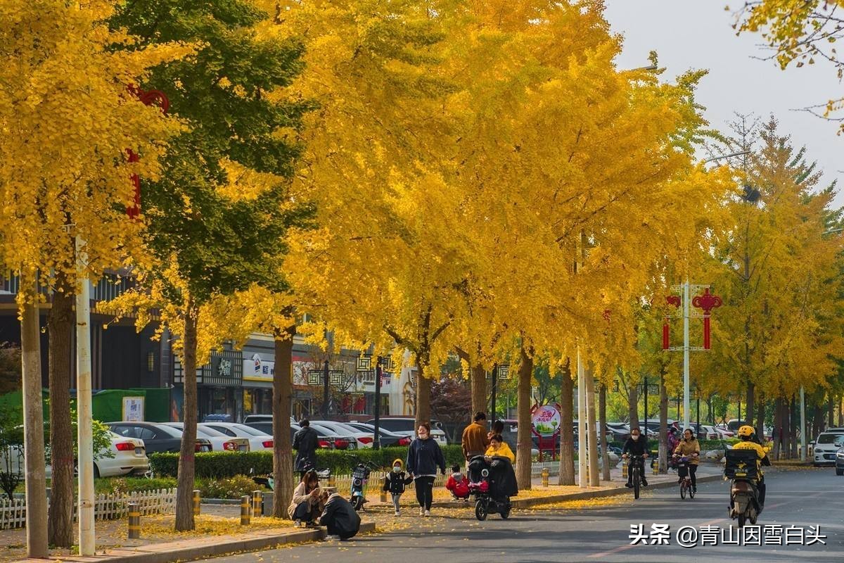 银杏公树和母树对比图片,银杏树分公母吗