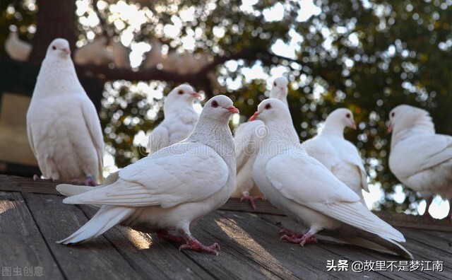 百鸟园儿童乐园,百鸟公园儿童乐园