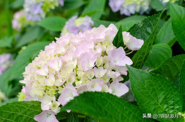 落英缤纷头条文章,落英缤纷芳草鲜美