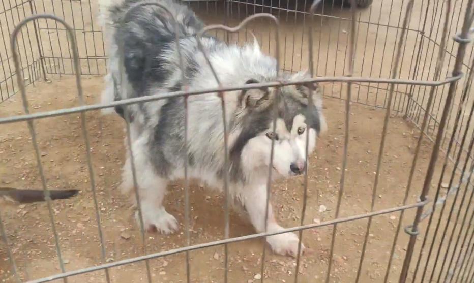 东北：大哥想救笼里狗，岂料狗贩张口就是数十万，大哥：这谁能买