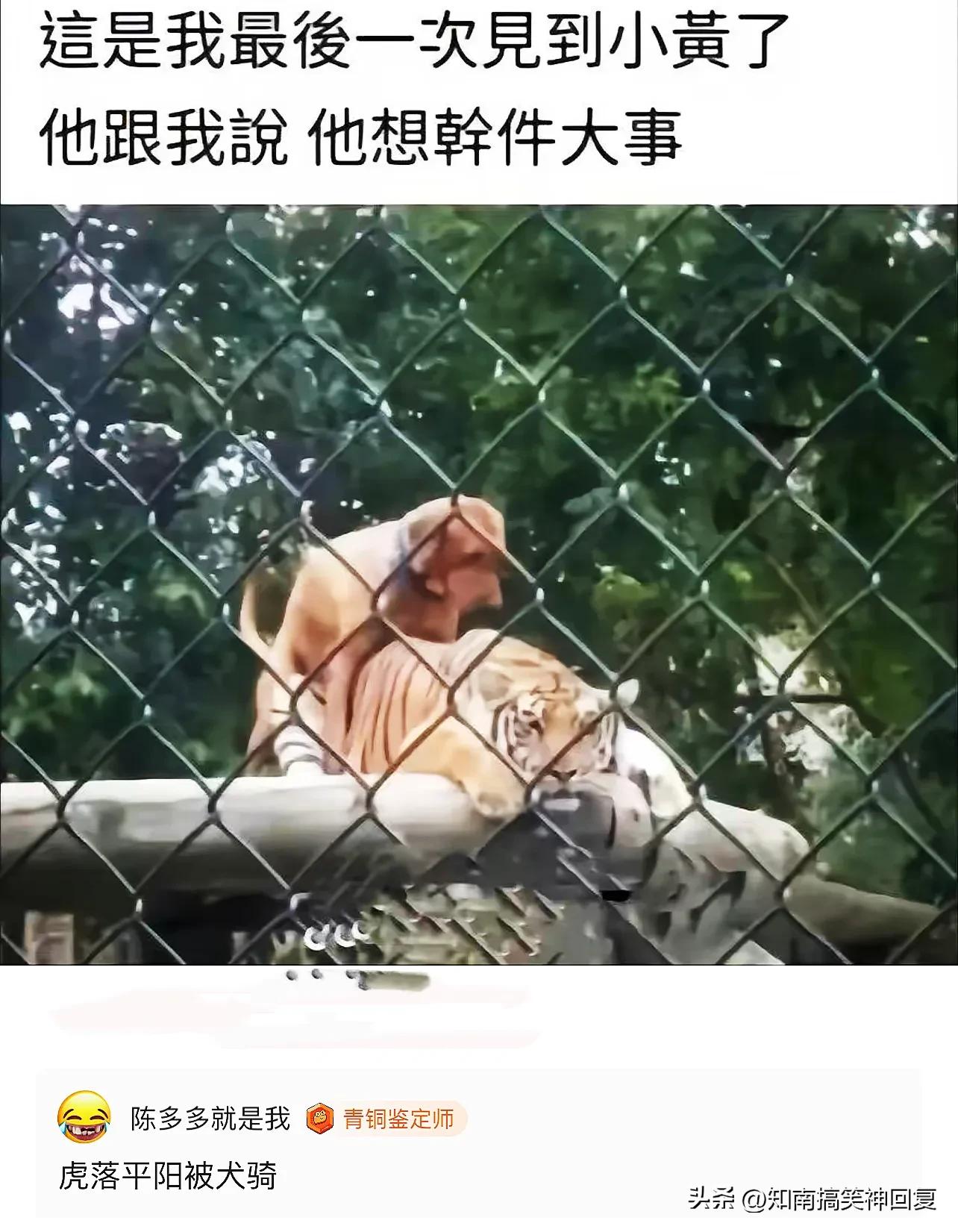 神回复绝了全是套路,神回复如果是你你会怎么选