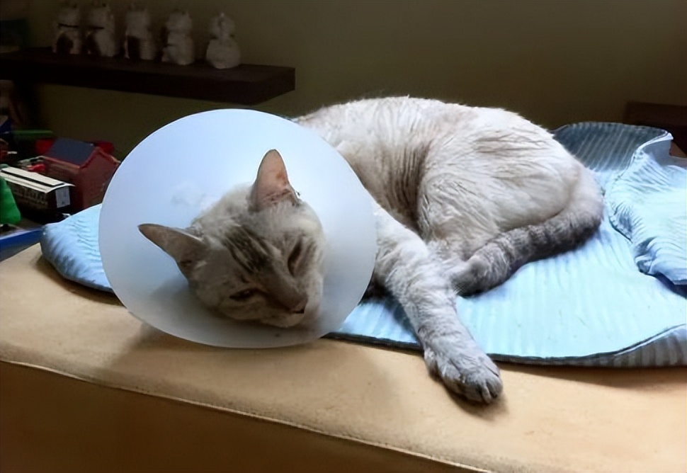 刚买的小猫一星期死亡,新买的小猫回来两天就生病怎么办