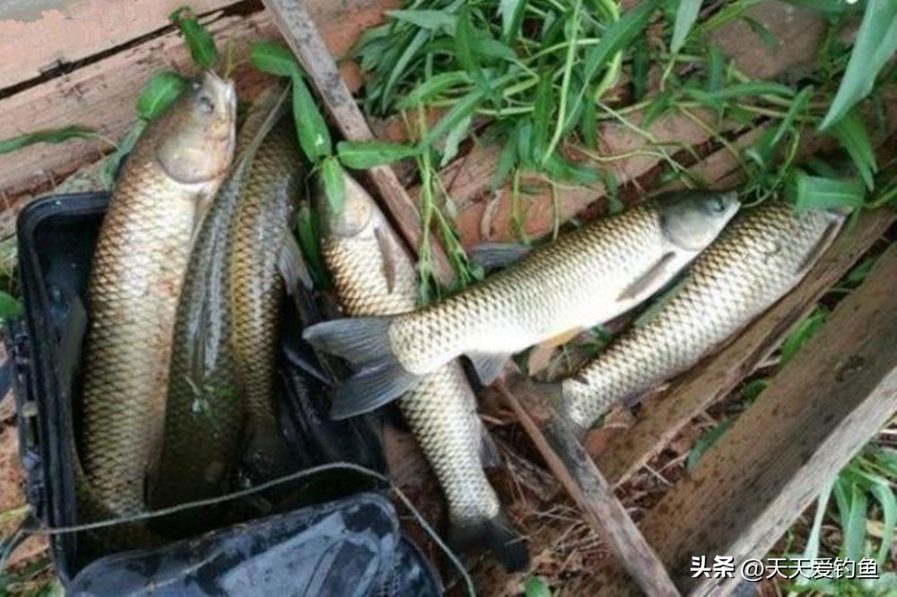 钓什么鱼选择什么样钓法,钓大鱼用什么钓法好