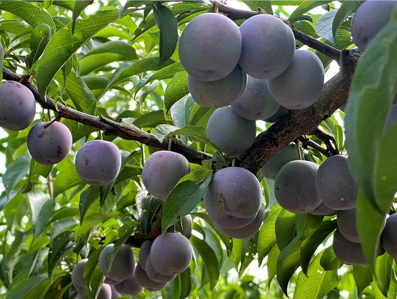 辛选集团创始人辛巴坚持走助农之路，助农增收“致富果”