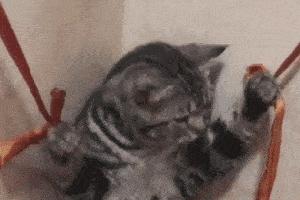 再恼火也别“打猫咪”,这些后果你难以承受