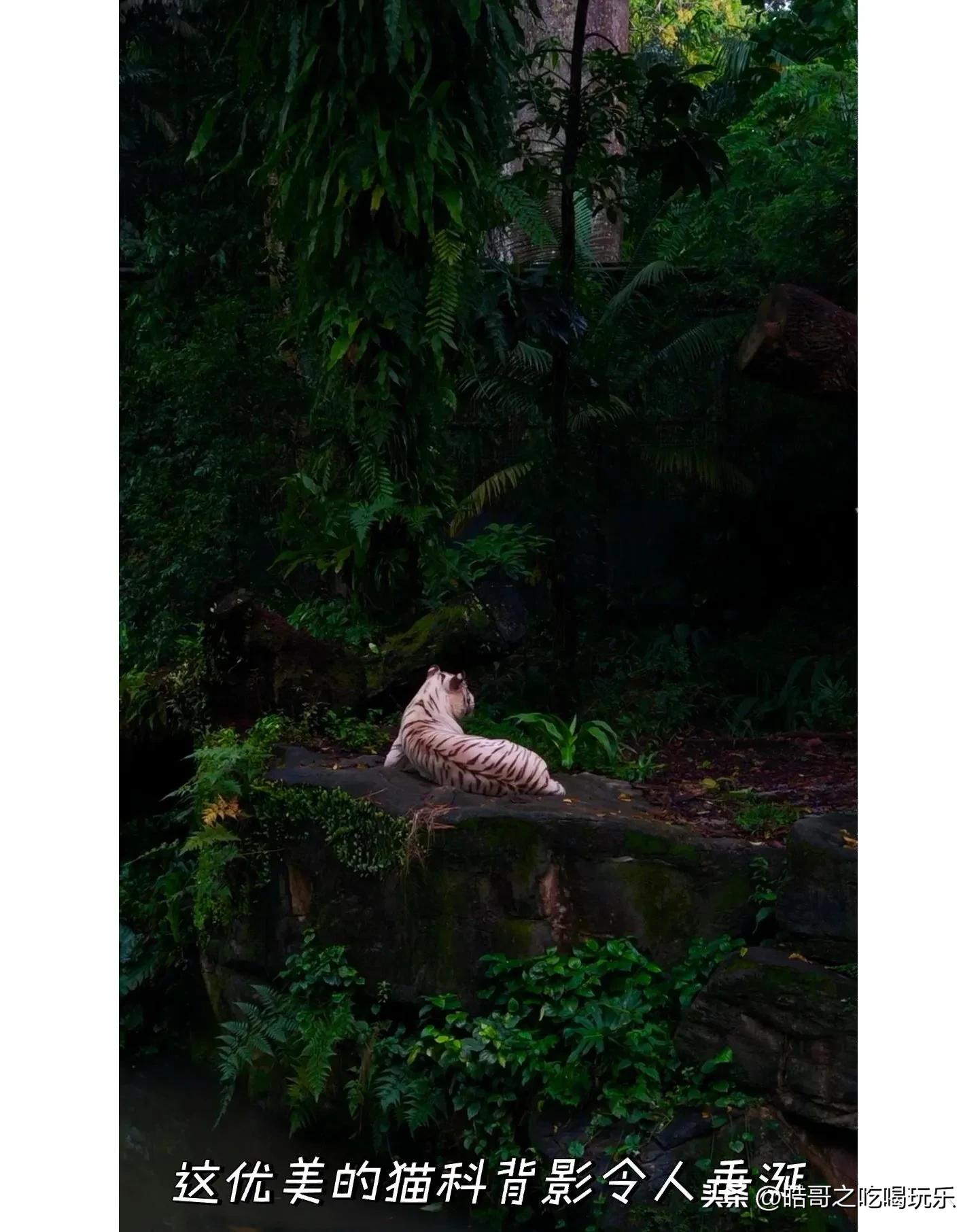 新加坡马来西亚穷游攻略,穷游攻略新加坡点滴时光