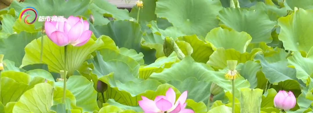 精心打扮出去拍照,大观公园荷花拍照技巧