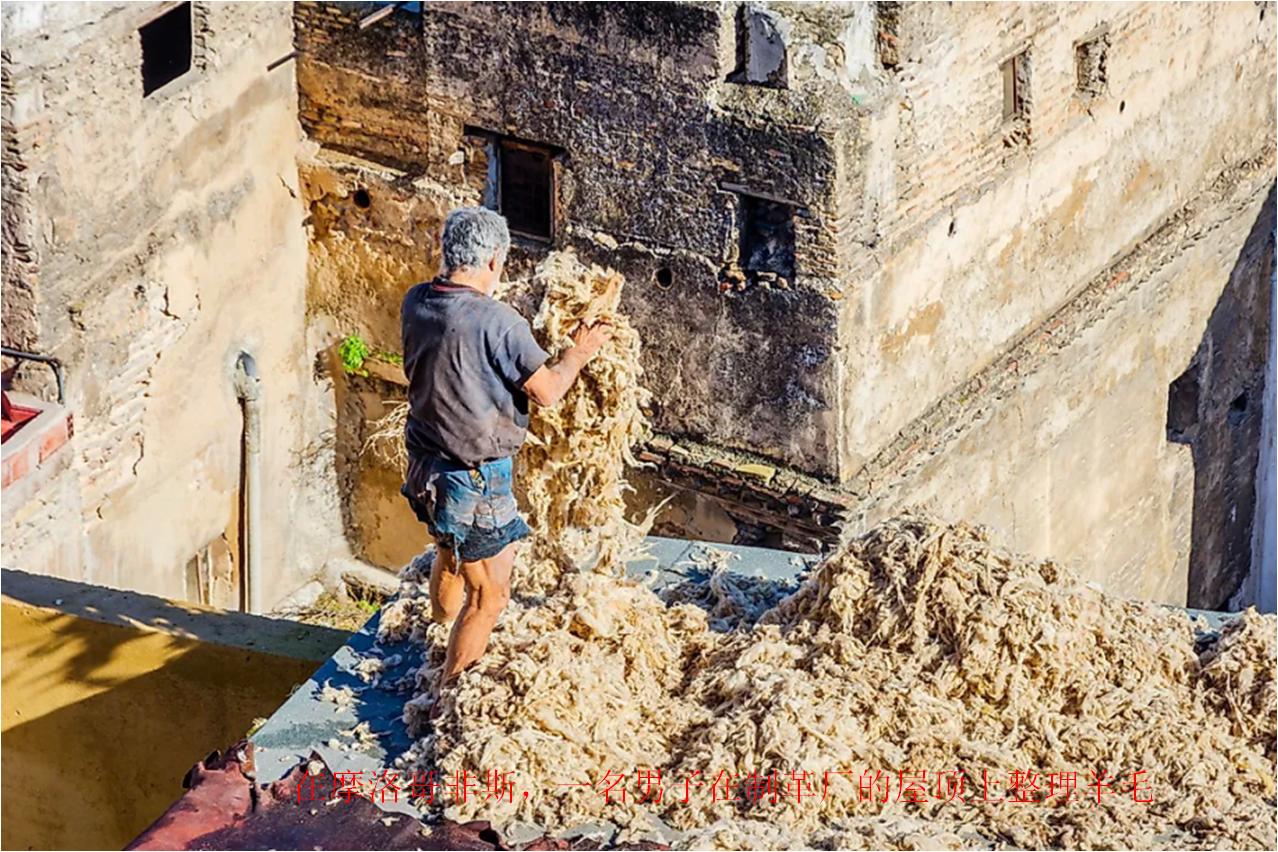 羊毛出口量最高的国家,世界最大的羊毛出口国是哪个