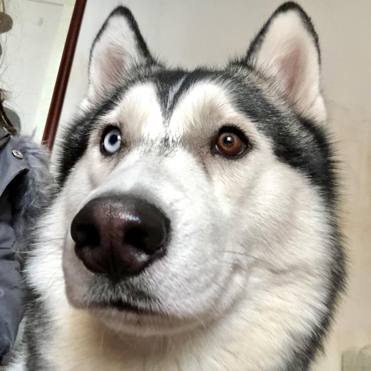 哈士奇拉稀怎么办最有效的方法,养狗攻略金毛