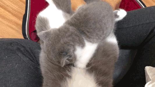 什么猫咪最好养而且不怎么生病,什么猫咪好养不容易生病