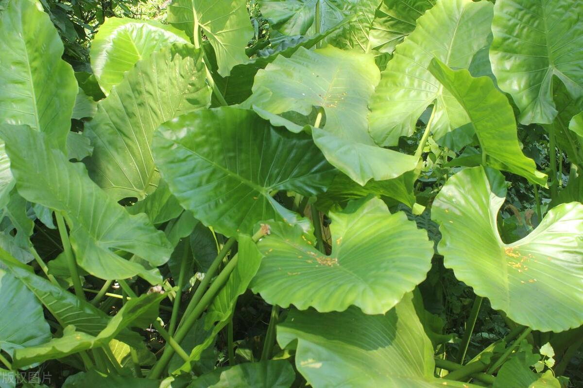 滴水观音的根烂了怎么办,滴水观音烂根了怎么回事