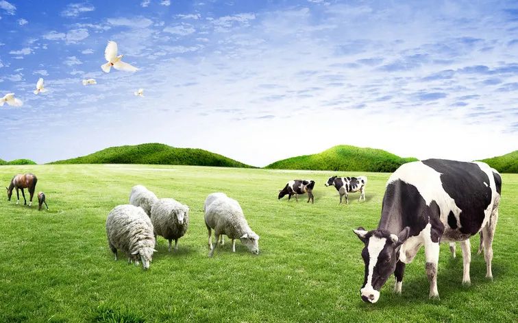 禾本科叶子坚硬，牛生四个胃，这是一场动物与植物的进化博弈！