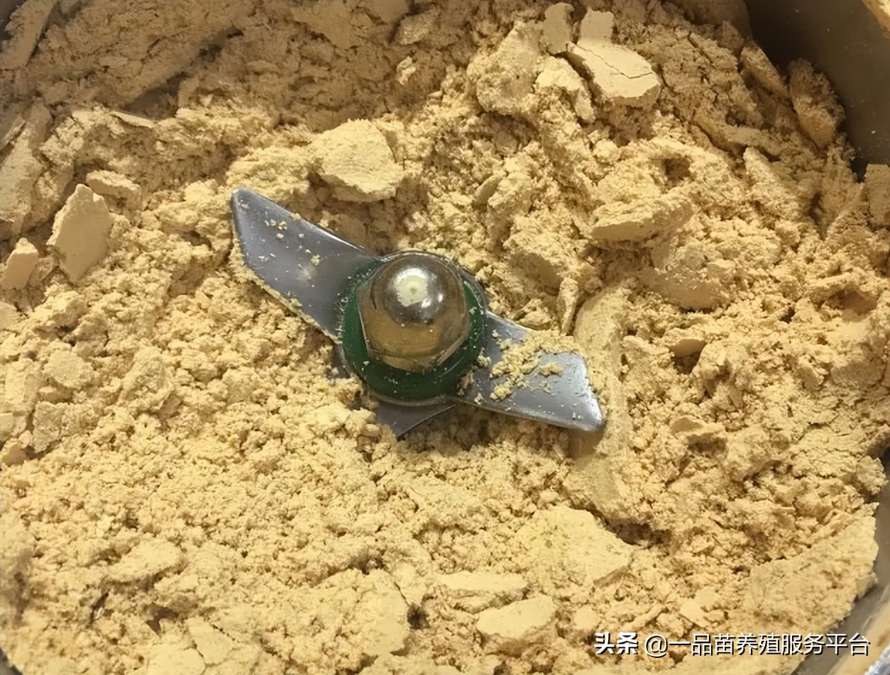 农村养鸡怎么配料,喂什么药能让鸡冠红毛发亮