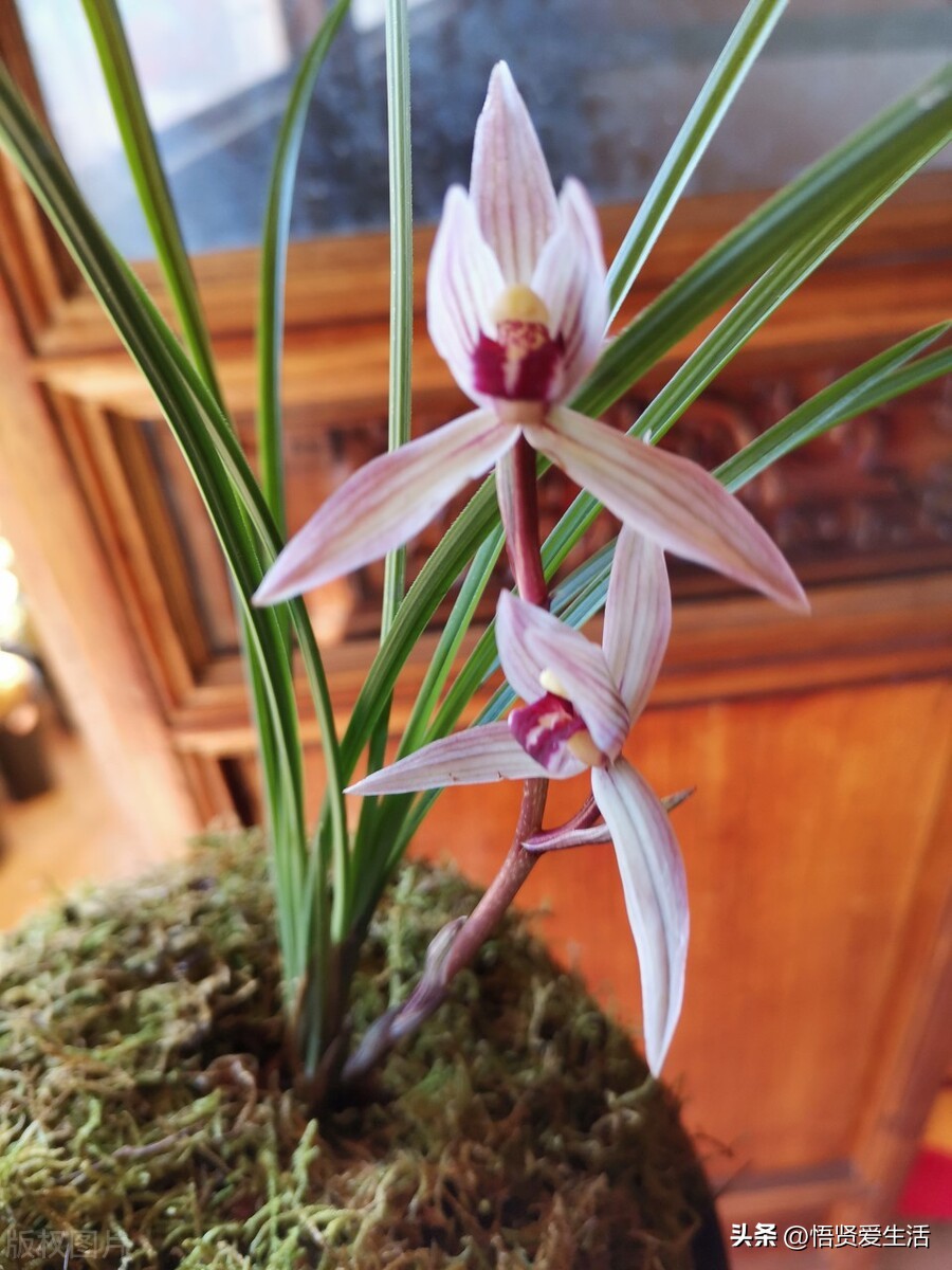 最名贵十种兰花开小蓝花是什么兰,十大名贵兰花你都认识吗