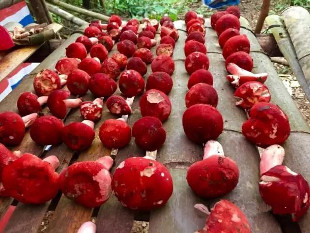 云南红菇好吃吗,云南山野红菇