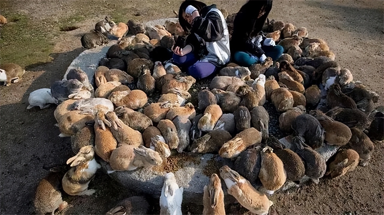澳大利亚野兔泛滥为什么人不吃,澳洲野兔泛滥多达100亿只