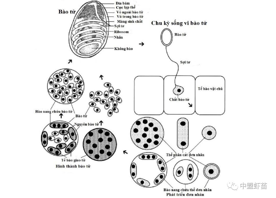 微孢子虫亚门,水产养殖微孢子虫