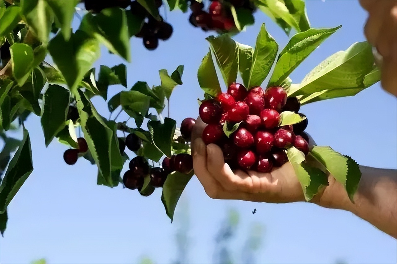 1斤*口车进**厘子卖百元，2分钟带你了解智利种植背后的黑科技，啥样