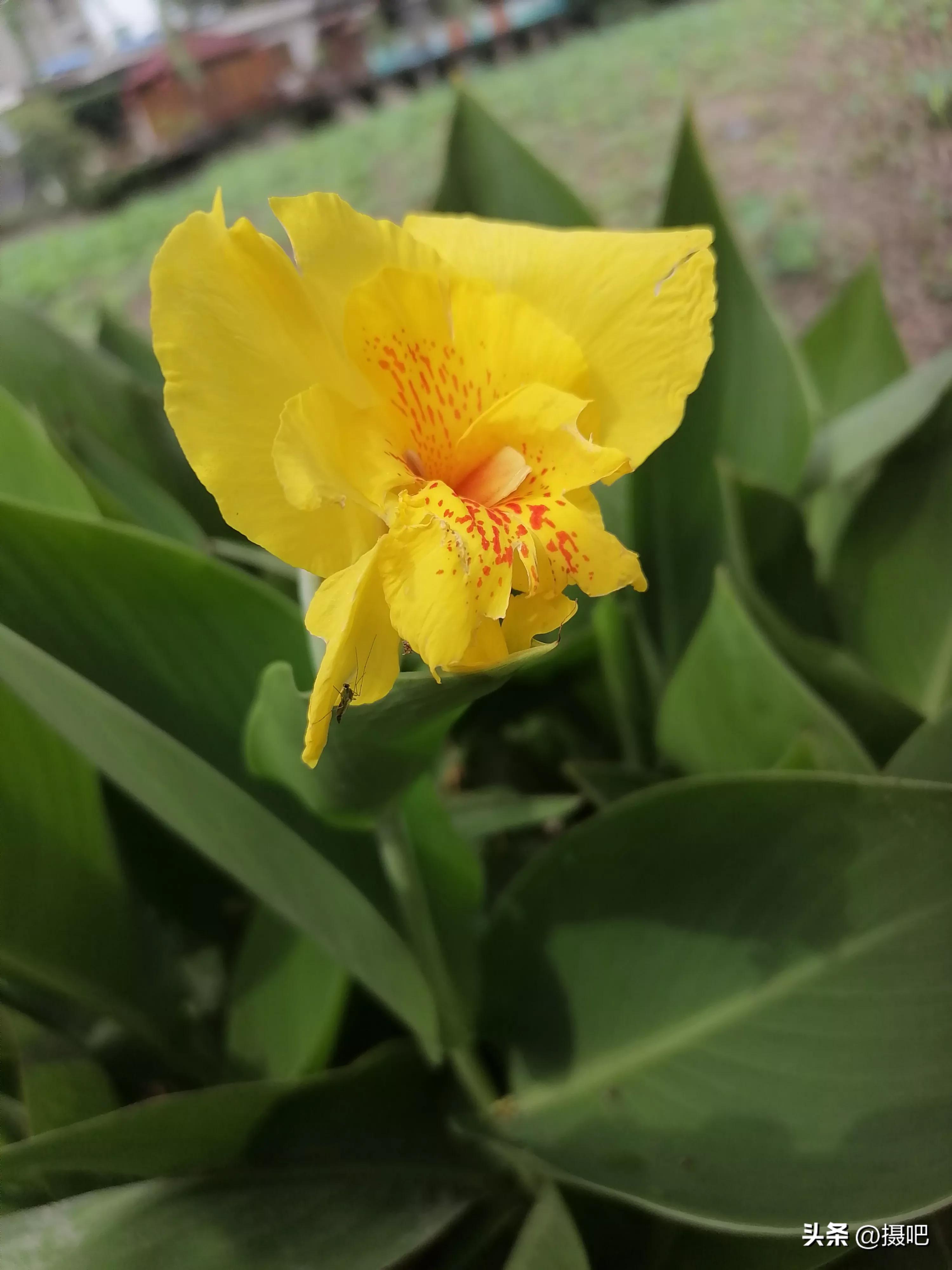 特大新鲜粽叶,大粽叶长在什么地方