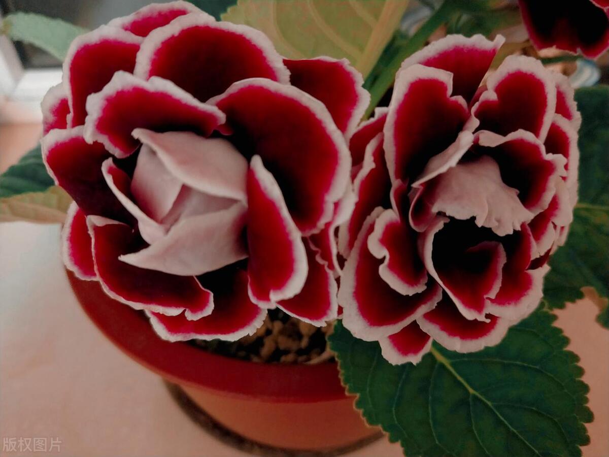 大岩桐花没开花苞蔫了怎么回事,草本牡丹花的各种图片