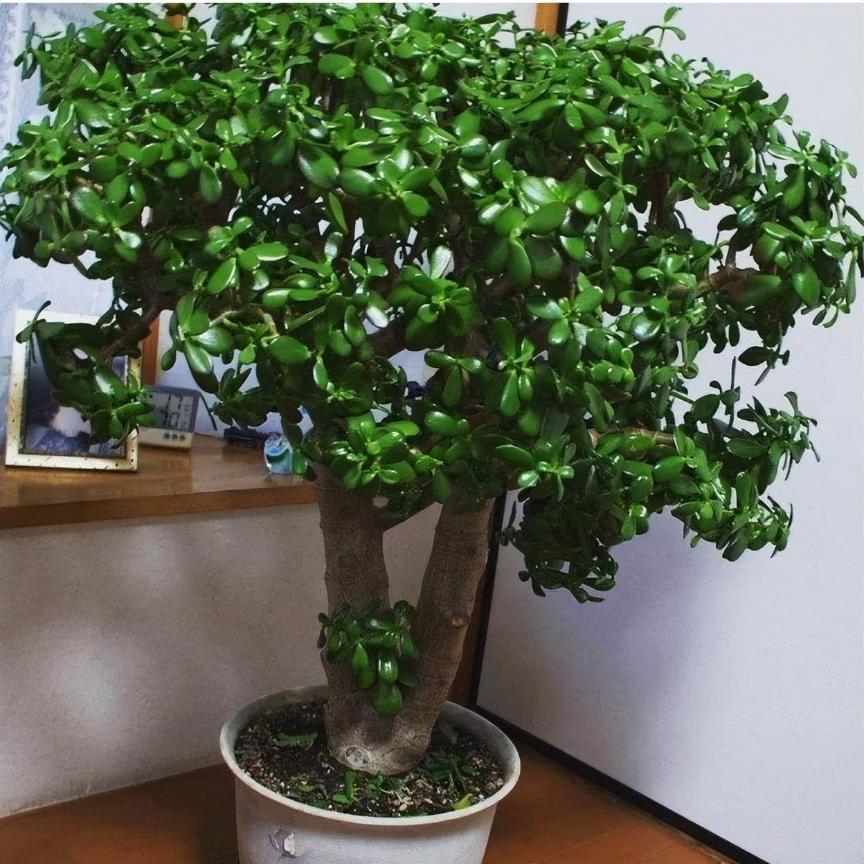 室内养什么花晚上释放氧气,房间养什么花好睡眠