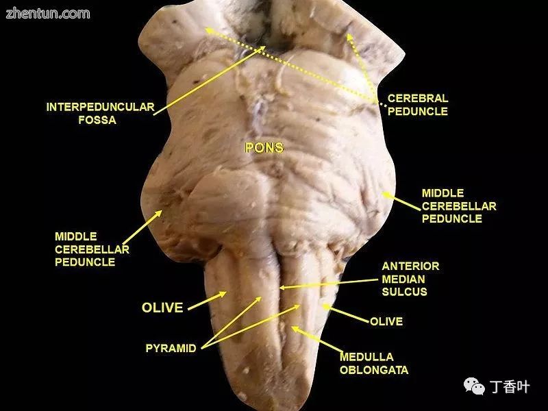 脑干的功能主要是什么作用,脑干控制人的什么功能