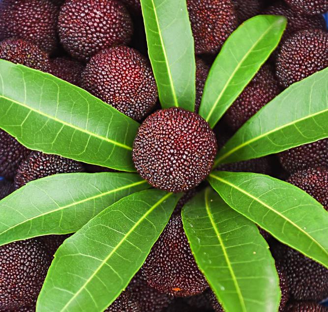 四种蔬菜水果含寄生虫,寄生虫特别多的三种水果