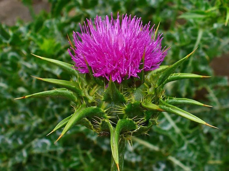 国色天香秀色可餐的美女 (秀色可餐与国色天香)