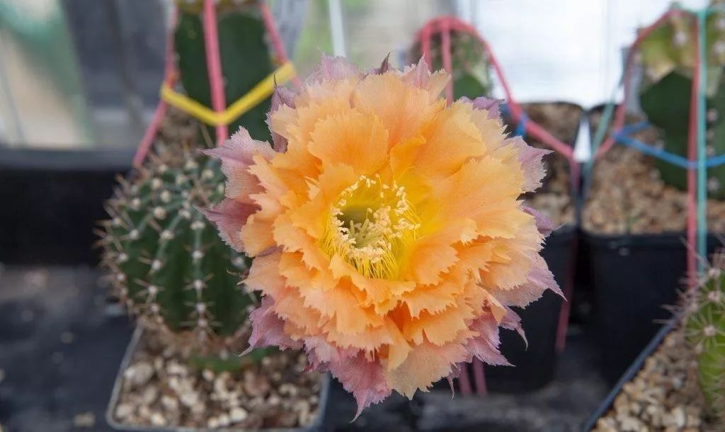 200种·仙人球开花图鉴，大开眼界，美到爆