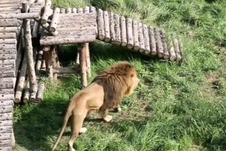 中国最大无人动物园,中国十大动物园红山动物园