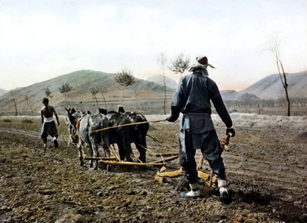 玉米在我国粮食安全中地位,当前玉米是我国第一大粮食作物