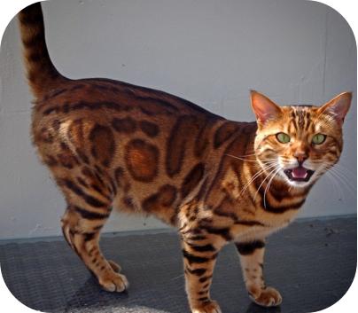 最贵的猫品种多少钱一只,2021年全球十大最昂贵的猫品种