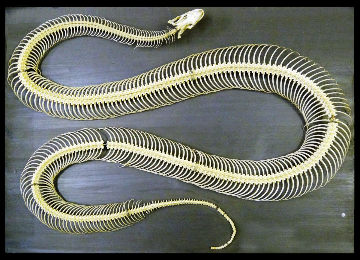 老人口中一碰就碎的“碎蛇”，尾巴吃了大补，是蛇和蜥蜴的杂交？