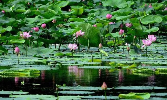 极美的十首夏景诗词,水摇扇影戏鱼惊柳梢残日弄微晴