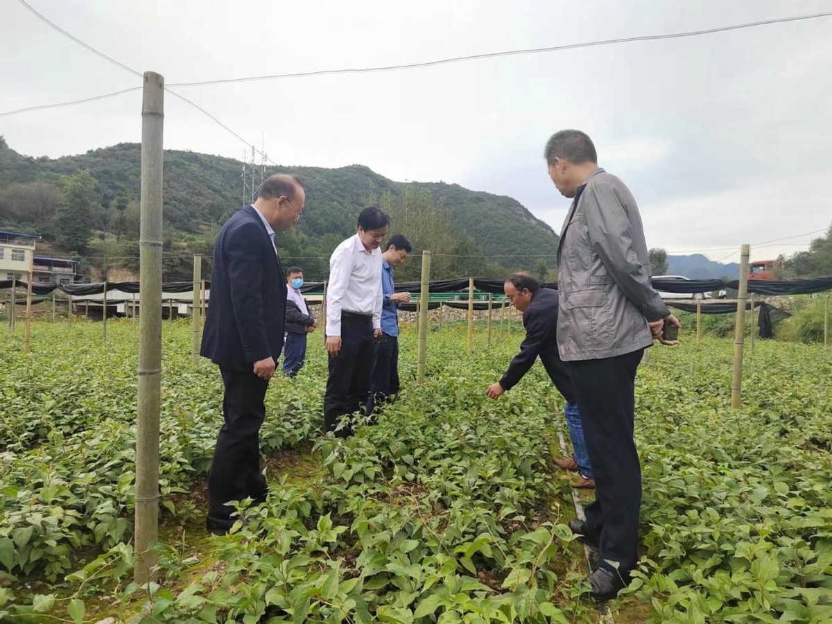 开“处方”拔“穷根”商洛科技特派员面对面为中药种植户解难题